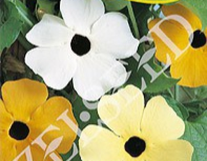 Zelseed Thunbergia Mix