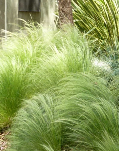 Federgras ´Pony Tails´