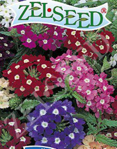 Zelseed Verbene Mix