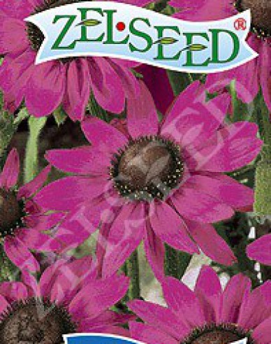 Zelseed Rudbeckia Rosa