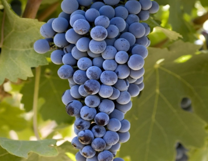 Cabernet-Sauvignon-Trauben