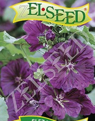 Zeltsamen Maurische Malve