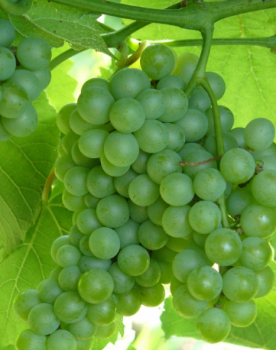 Tafeltraube Diamant, 2l