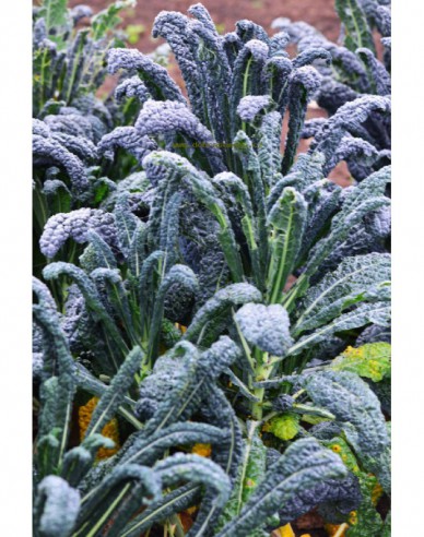 Dobrá semená Grünkohl Nero di Toscana