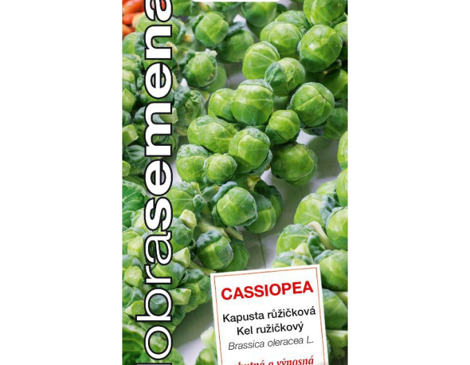 Dobrá semená Wirsing Cassiopea