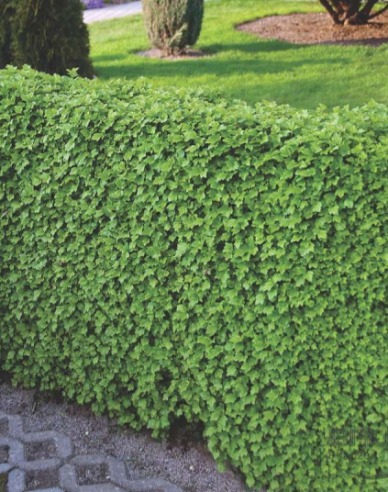 Alpenjohannisbeere Green Mood