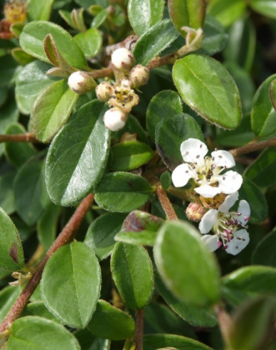 Kriechmispel Skogholm