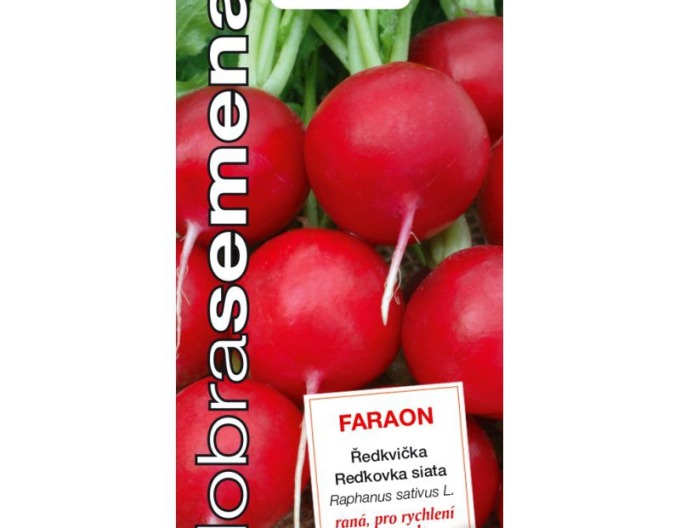 Dobrá semená Radieschen Pharao
