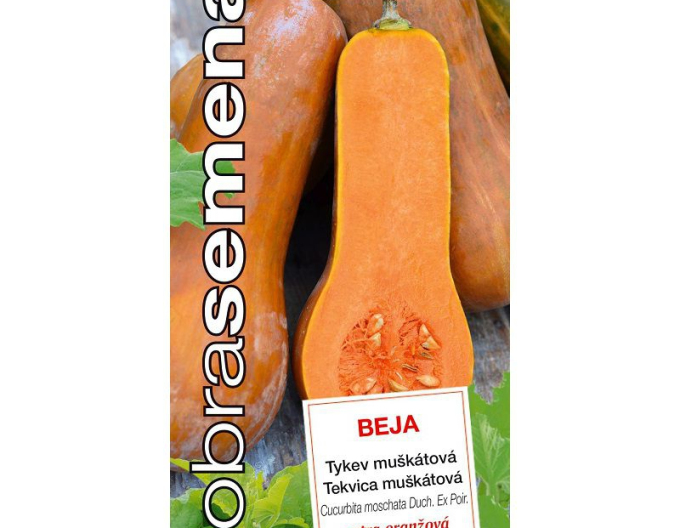 Dobrá semená Muskatkürbis Beja