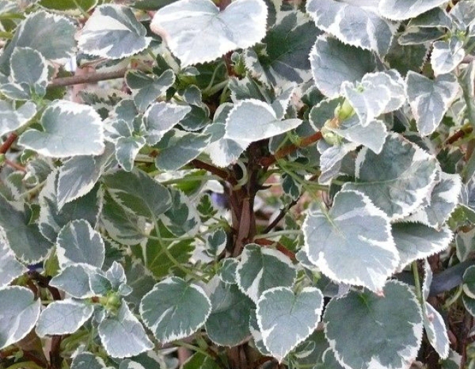 Hortensie Take a Chance