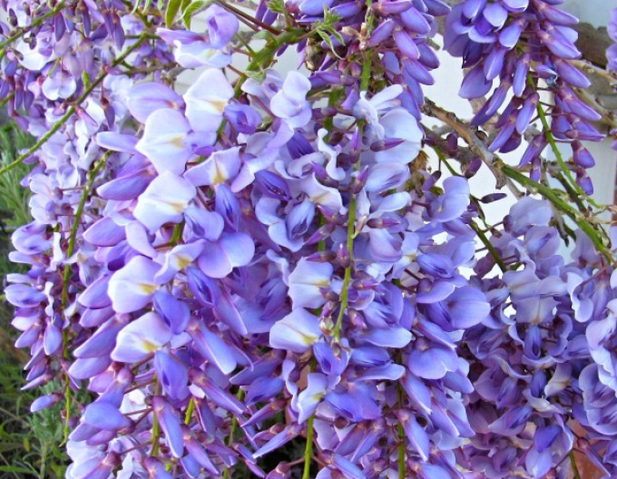 Wisteria blühend Blauer Traum