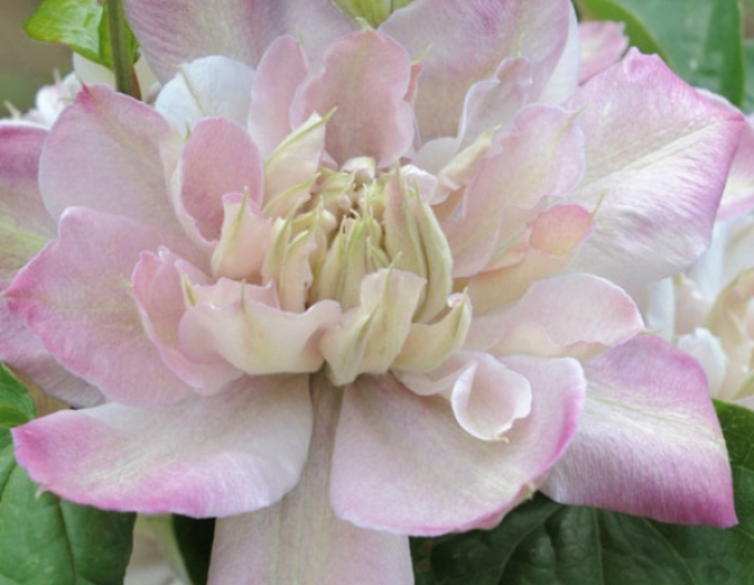 Waldrebe Innocent Blush