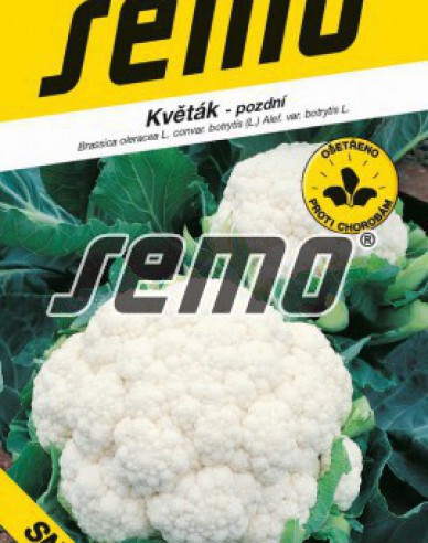 Semo Blumenkohl Snow Lady