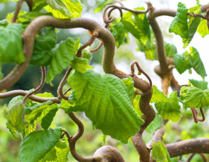 Hasel Tortuosa Baum