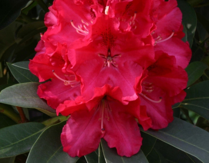 Azalea japonica Kermesina