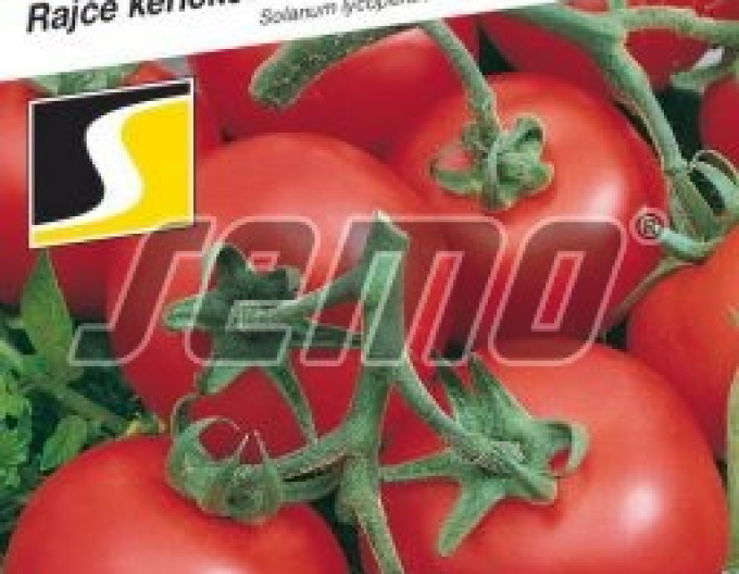 Saatgut Tomatensprossen Darinka F1