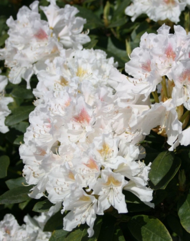 Rhododendron Cunninghams Weiß  80/100cm