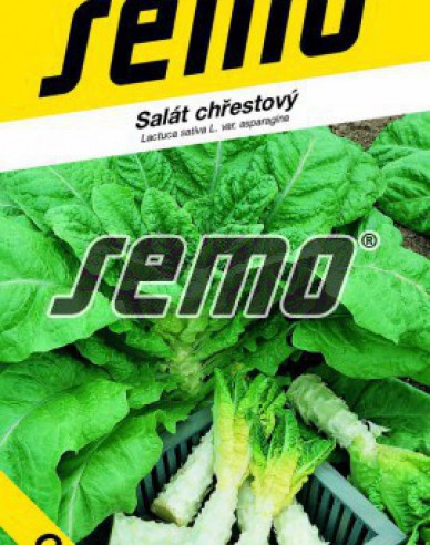 Saatgut Spargelsalat Celtuce
