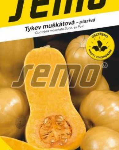 Semo Muskatkürbis Stella F1