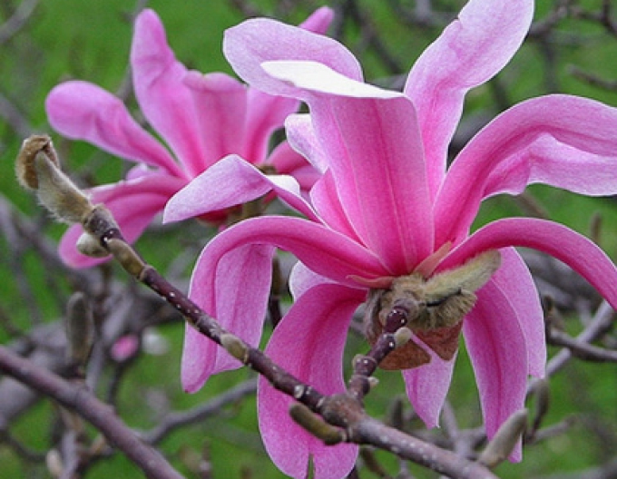 Magnolie Leonard Messel