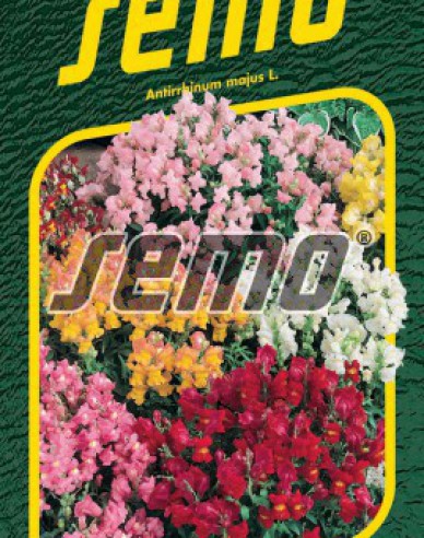 Semo Löwenmäulchen Tom Pouce