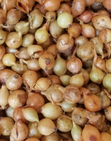 Steckzwiebel Stutgartska  10/21  25kg