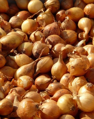 Steckzwiebel Všetana 8/16 0,25kg