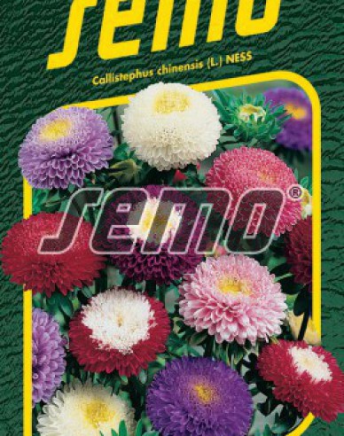 Semo Sommeraster Pompon Mix