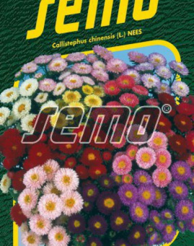 Semo Aster  Matsumoto Mix