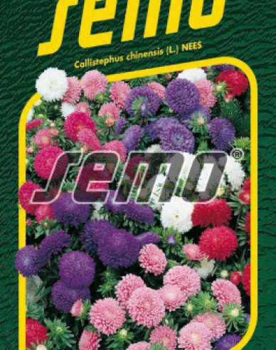 Semo Aster  Colour Carpet Mix