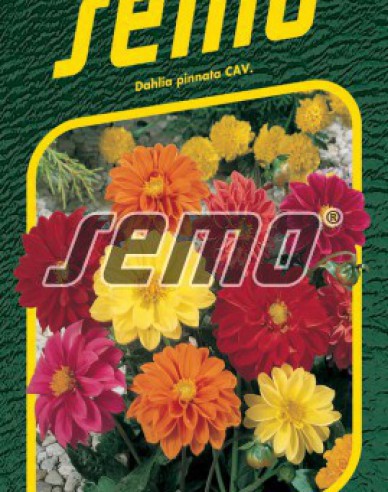 Semo Dahlie Kompakt Mix