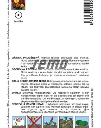 Semo Dahlie Kompakt Mix