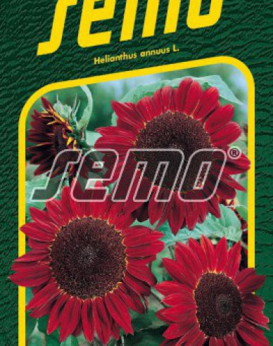 Semo Sonnenblume Rot