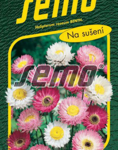 Semo Helichrysum Rosa