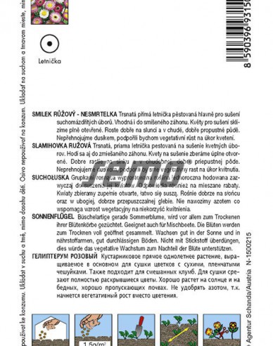 Semo Helichrysum Rosa