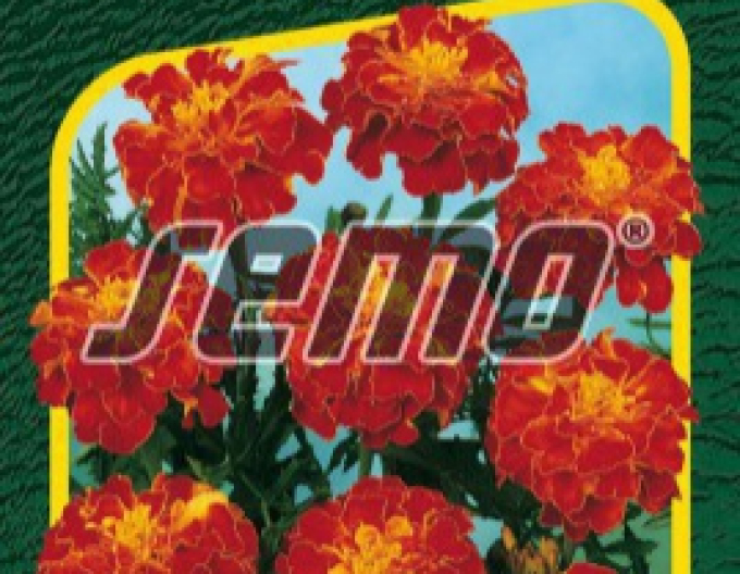 Semo Tagetes Carmen