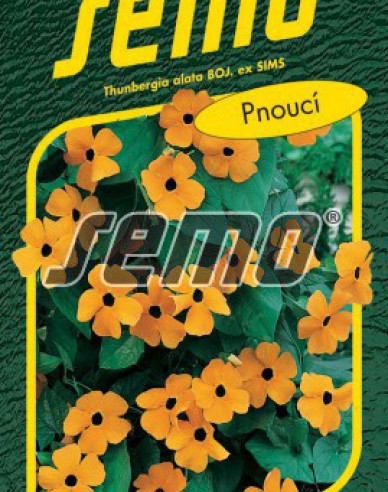 Semo Thunbergia Orange mit Auge