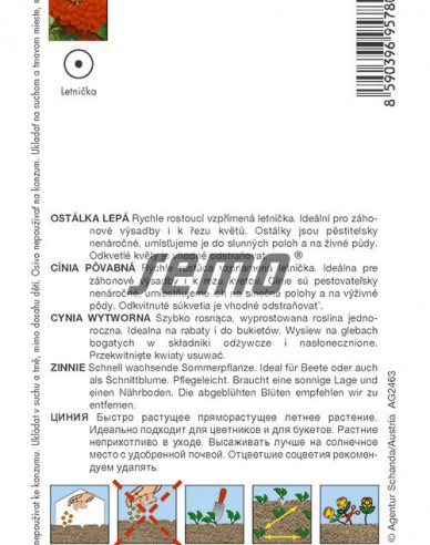 Semo Zinnie Cherry Queen