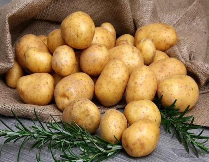Saatkartoffeln Gala 5kg