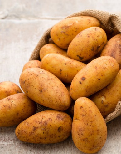 Saatkartoffeln Wega 5kg