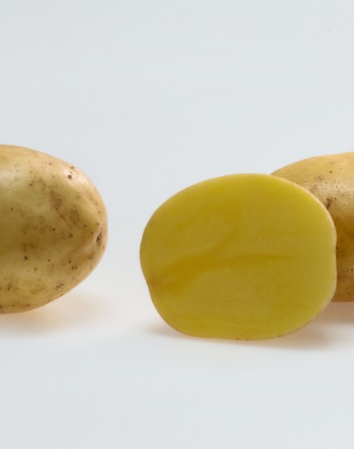 Saatkartoffeln Soraya 5kg