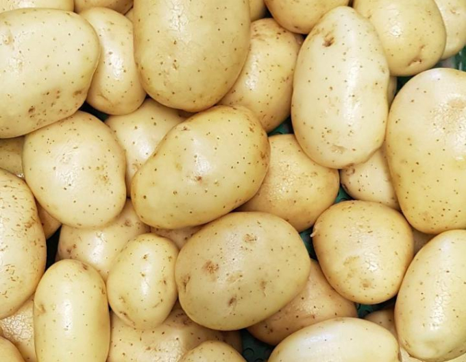 Pflanzkartoffeln Monalisa 5kg