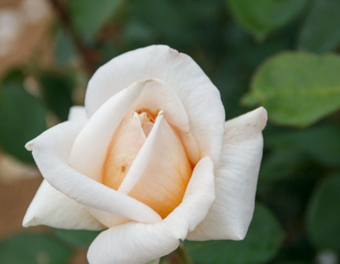 ROSE "Margaret Merill"
