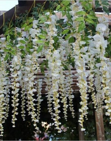 Blauregen White Silk