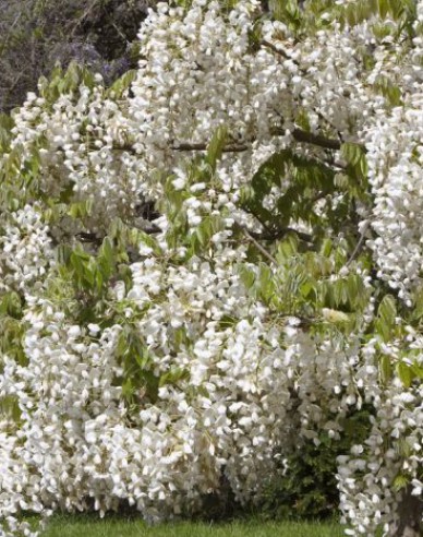 Blauregen White Silk