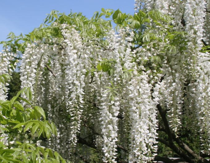 Chinesischer Blauregen Alba