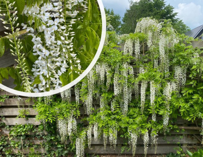 Chinesischer Blauregen Alba