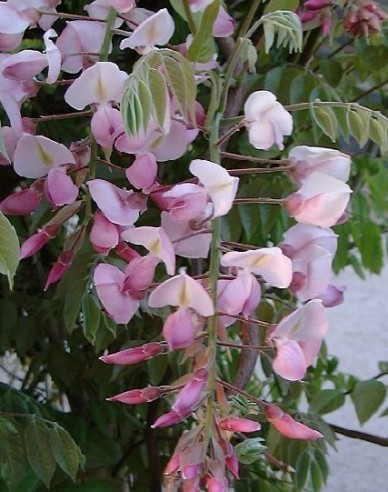 Wisteria edel Showa-Beni