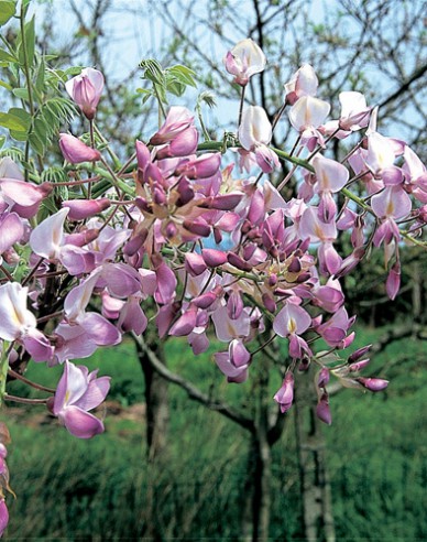 Wisteria edel Showa-Beni
