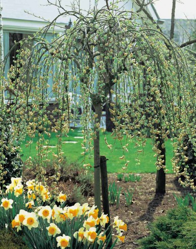 Hänge-Kätzchenweide  Kilmarnock - Stämmchen 120cm